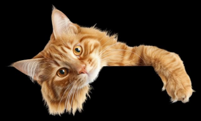 Gato apoyado