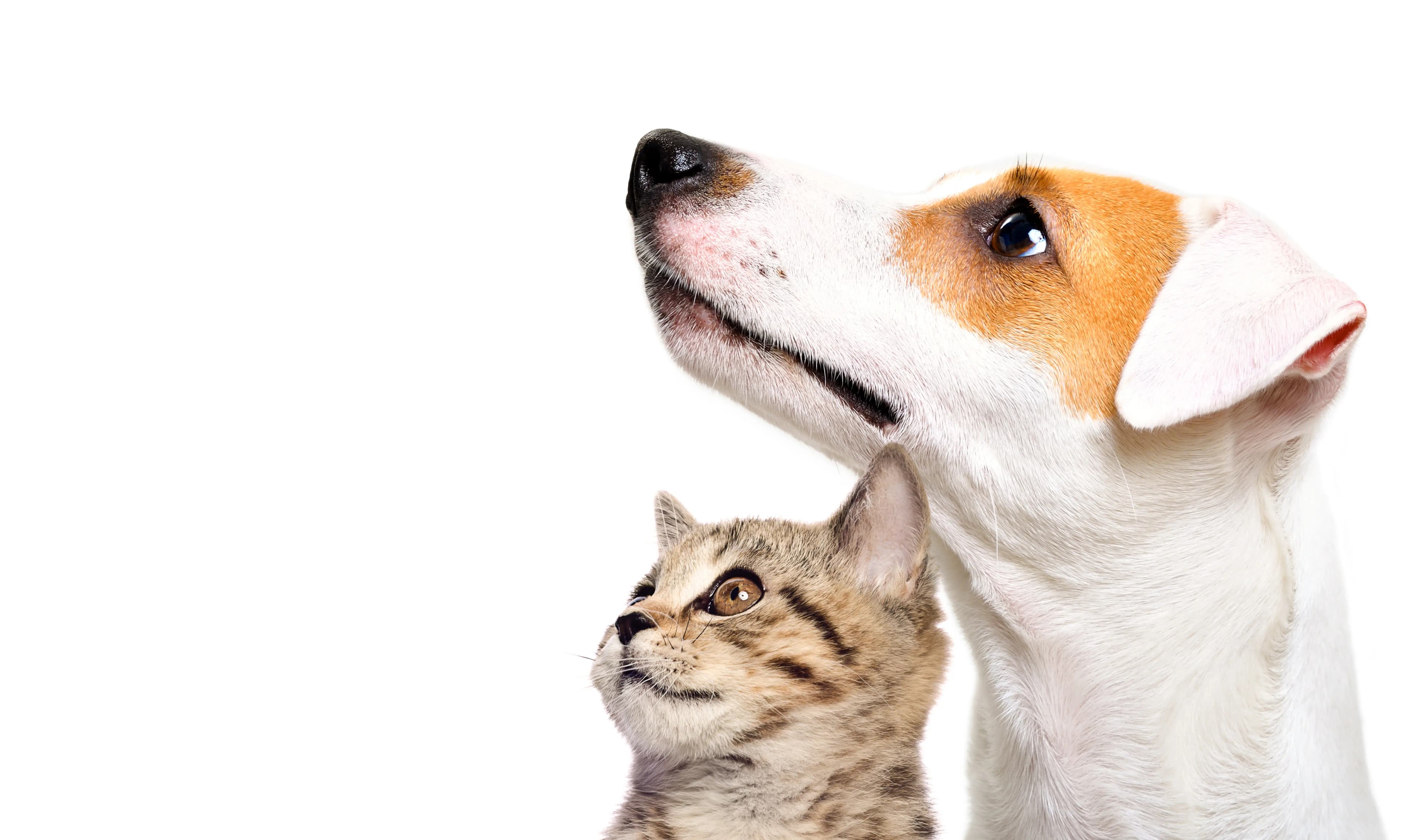 Perro y gato mirando hacia arriba - Veterinaria Ramón Cruz