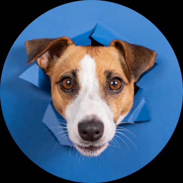 Perrito - Mascota feliz